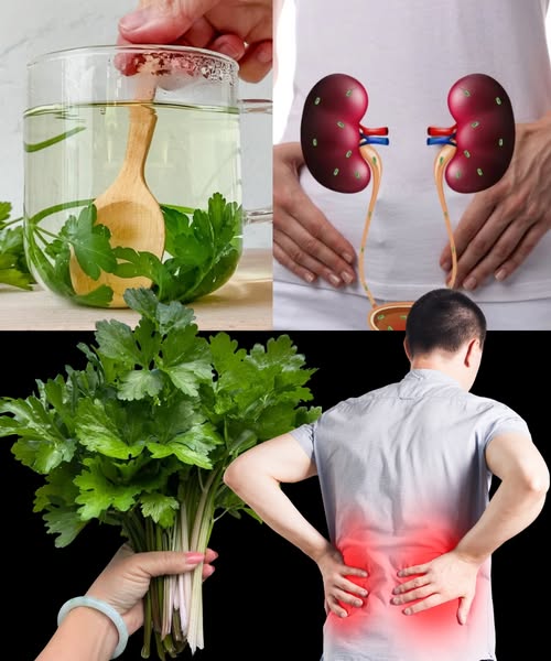 Té de perejil y salud renal
