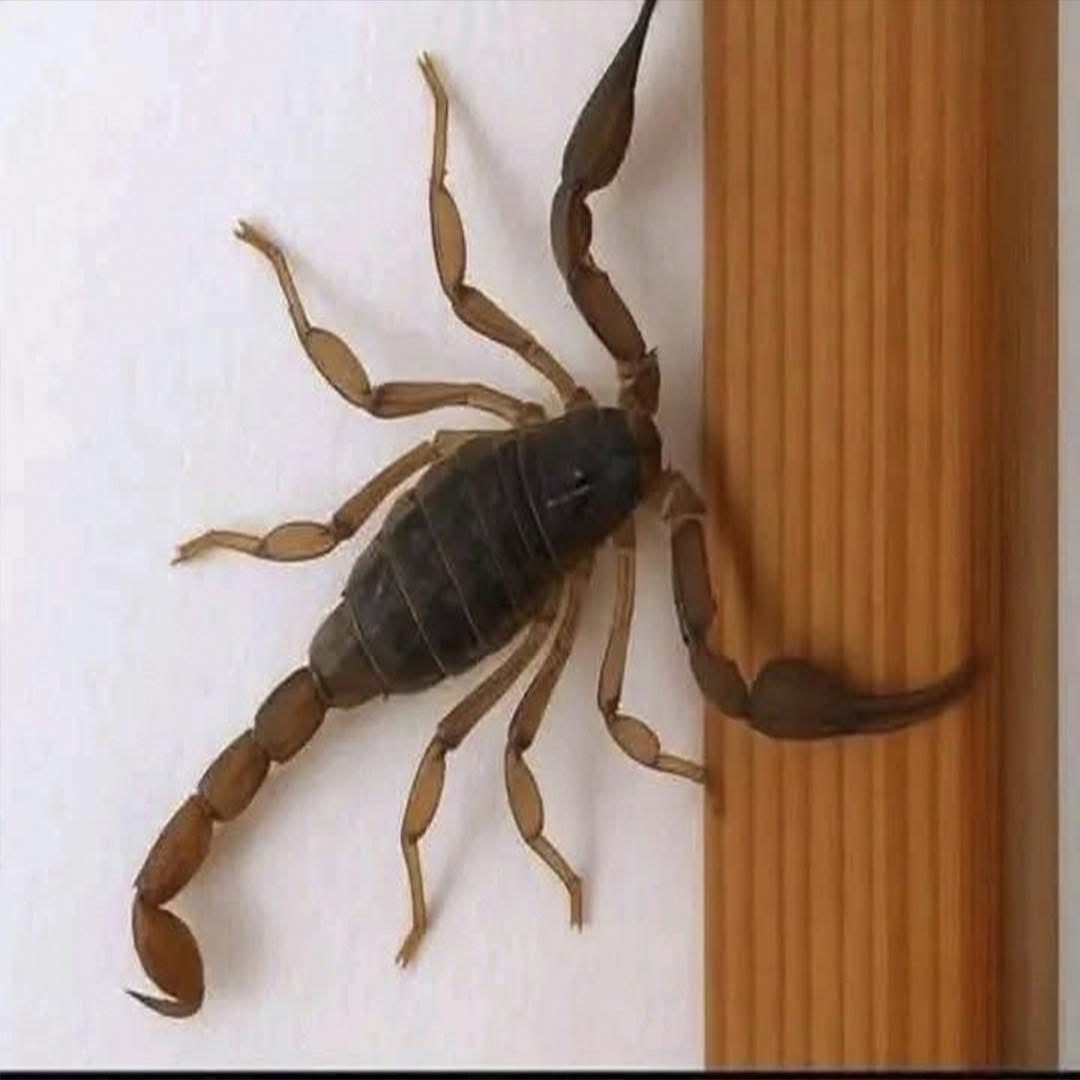 Escorpión sobre una superficie de madera