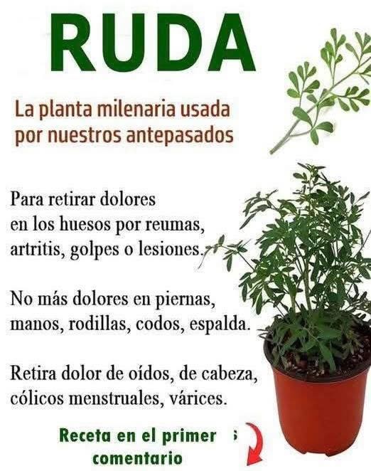 Ruda, planta milenaria con propiedades medicinales