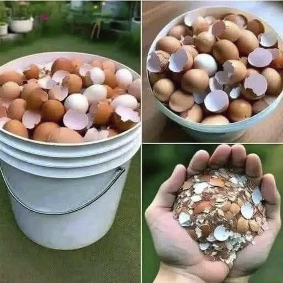 Cáscaras de huevo en diferentes presentaciones