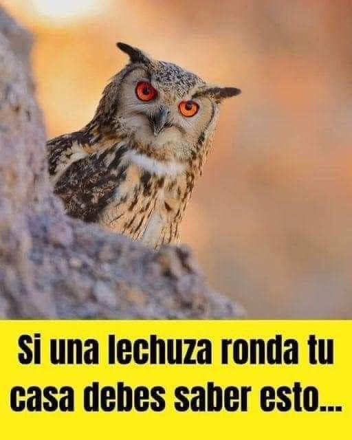 Lechuza posando junto a un árbol