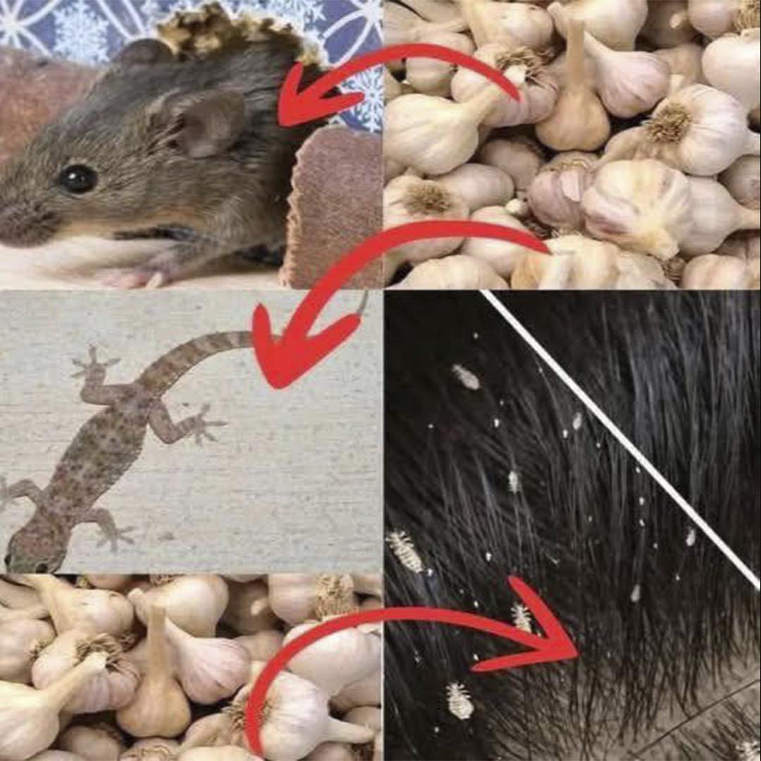 Beneficios del Ajo en el Hogar