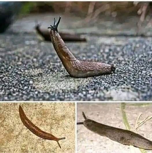 Babosa sobre una superficie pavimentada