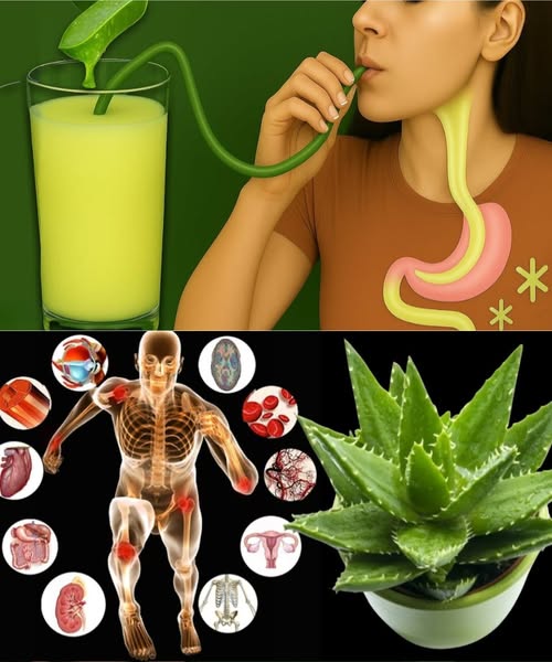 Beneficios del Aloe Vera