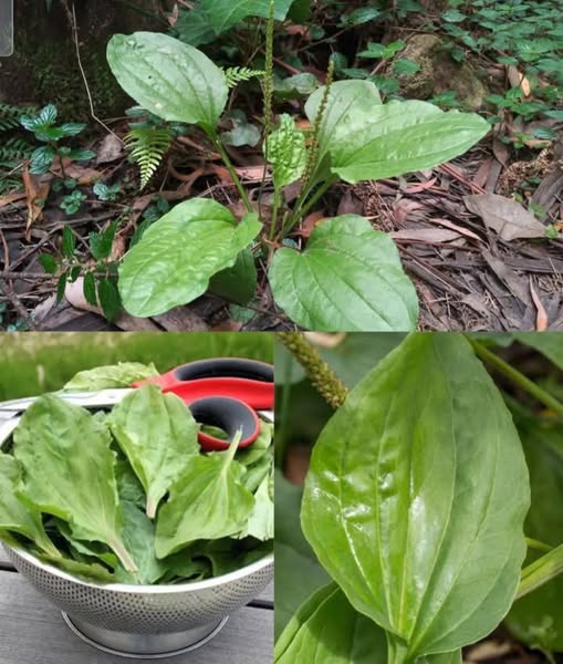 Llantén de hoja ancha en su entorno natural