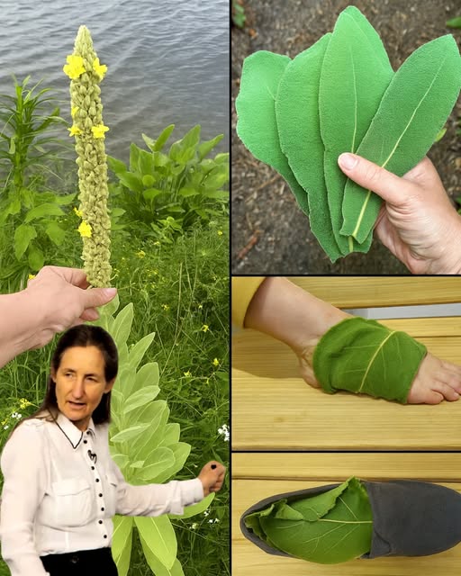 Diferentes partes de la planta de gordolobo