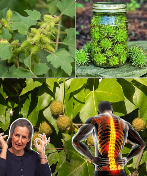 Plantas medicinales y sus beneficios