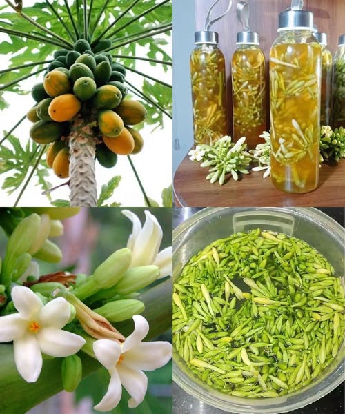 Flores de papaya