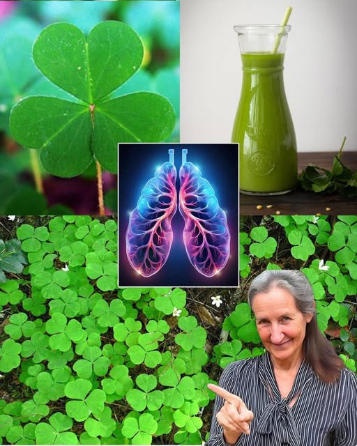 Remedios naturales para la salud pulmonar