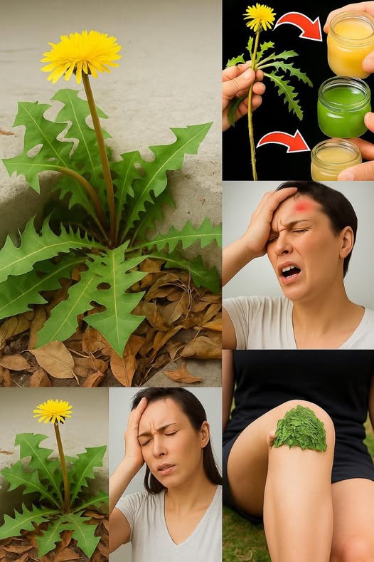 Planta de Diente de León