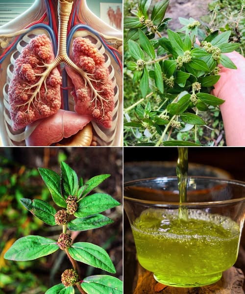 Infusión de llantén