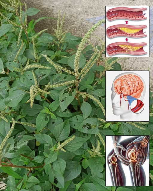 Amaranto y sus beneficios para la salud