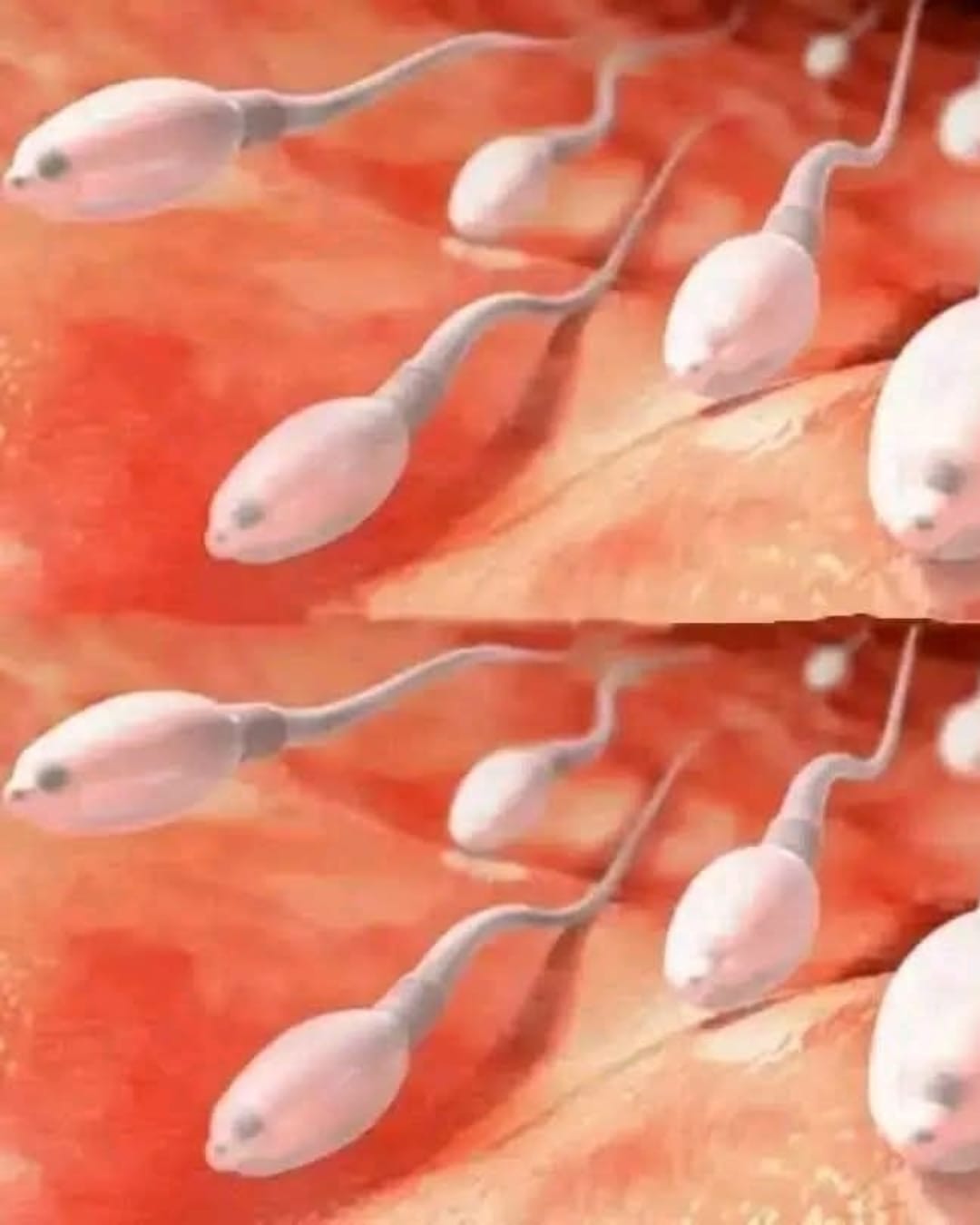 Espermatozoides en el interior del cuerpo humano