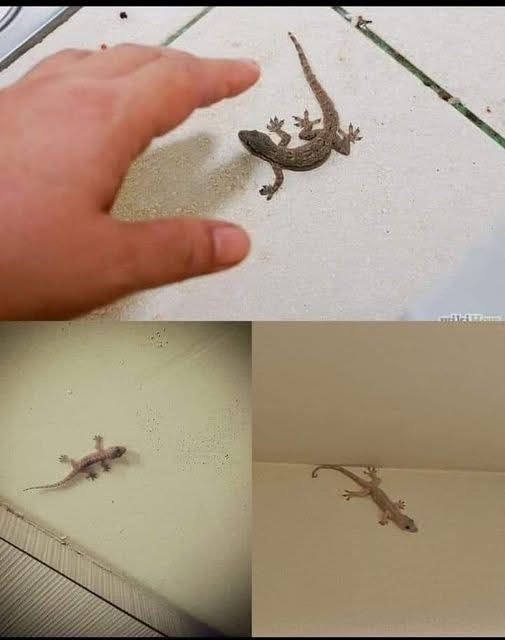 Lagartijas en el hogar