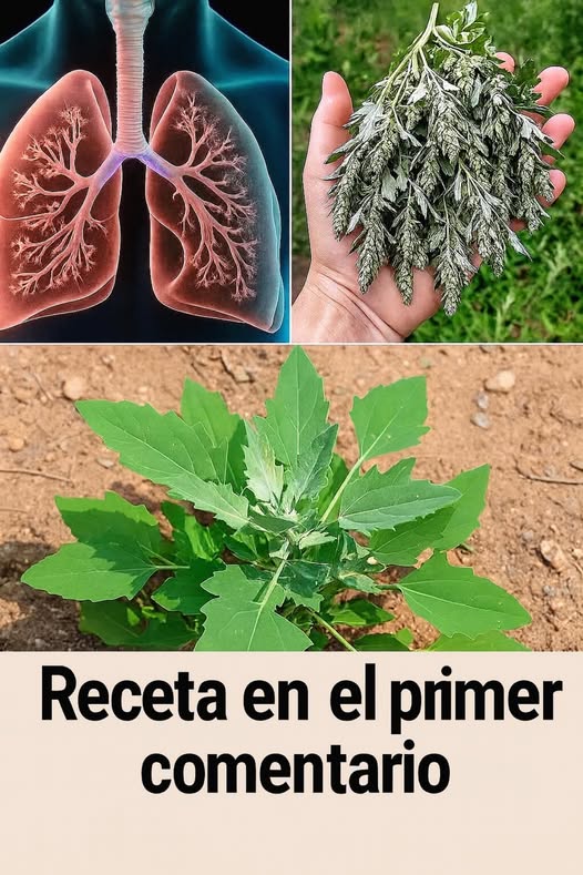 Cuartos del Cordero - Planta Medicinal