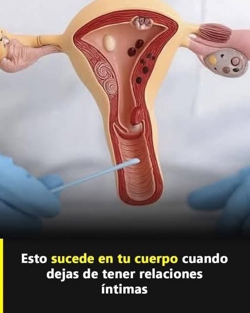 Modelo anatómico del sistema reproductor femenino