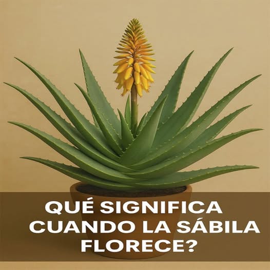 Planta de sábila floreciendo