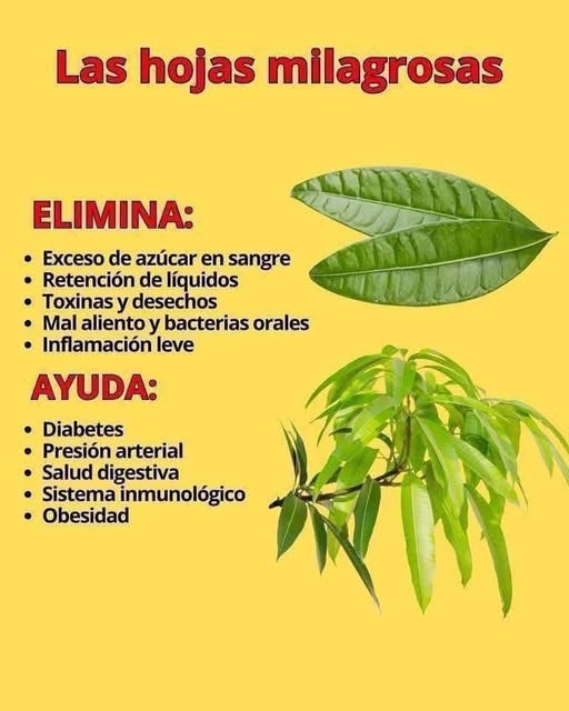 Beneficios de las hojas milagrosas