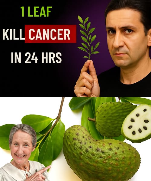 Guanábana y sus hojas