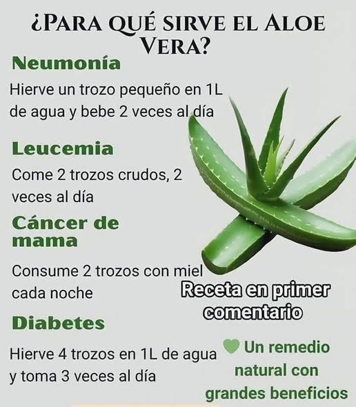 Hojas de aloe vera