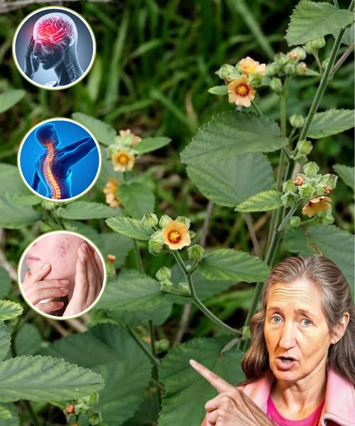 Planta medicinal con beneficios para la salud