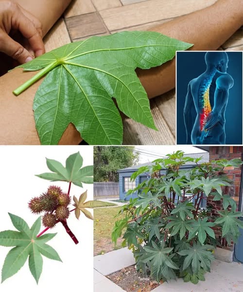 Hojas de ricino en la pierna de una persona