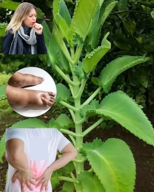 Kalanchoe planta medicinal