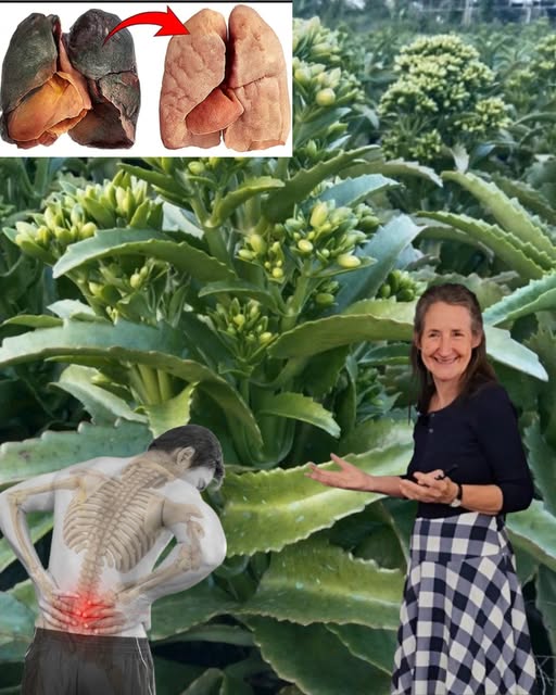 Kalanchoe: Planta medicinal Kalanchoe para la salud