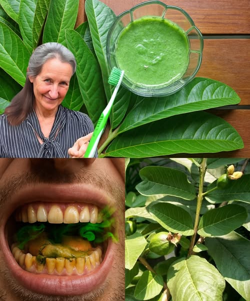 Hojas de guayaba utilizadas como remedio natural para la salud bucal