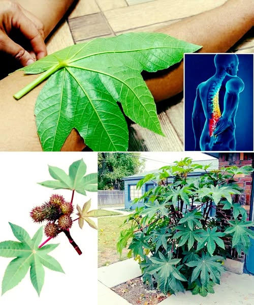 Planta de Ricino y sus Beneficios