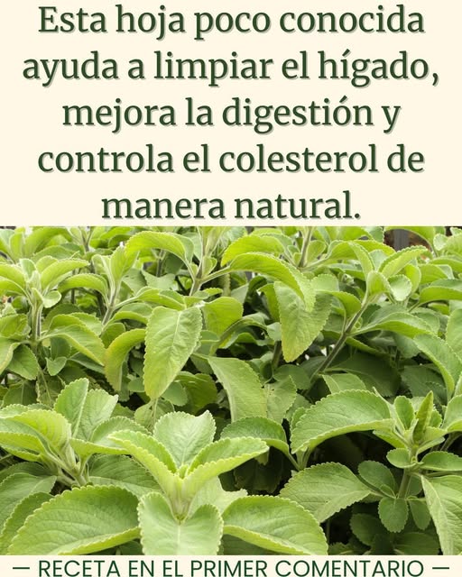 Hojas de hierba poderosa para limpiar el hígado