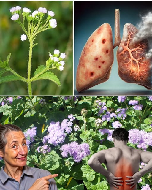 Propiedades del Calea Ternifolia