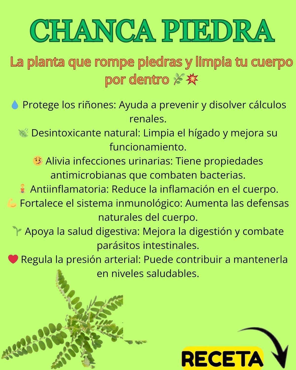 Chanca Piedra y sus beneficios