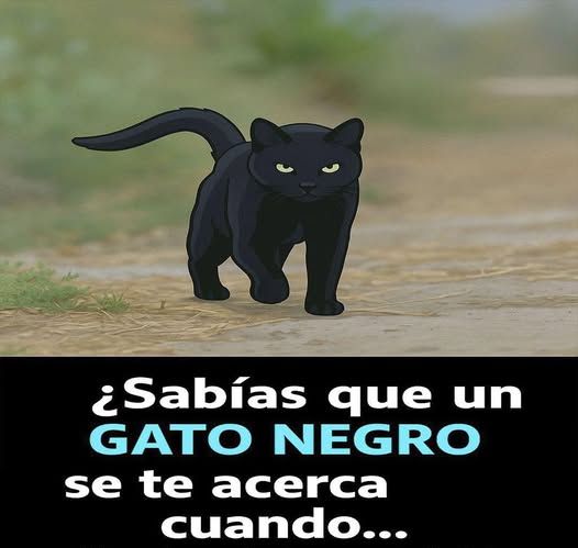 Gato negro caminando