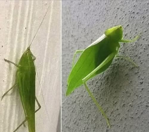 Insecto hoja camuflado