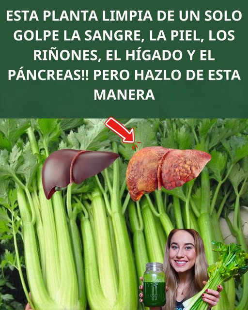 Beneficios del Apio para la salud