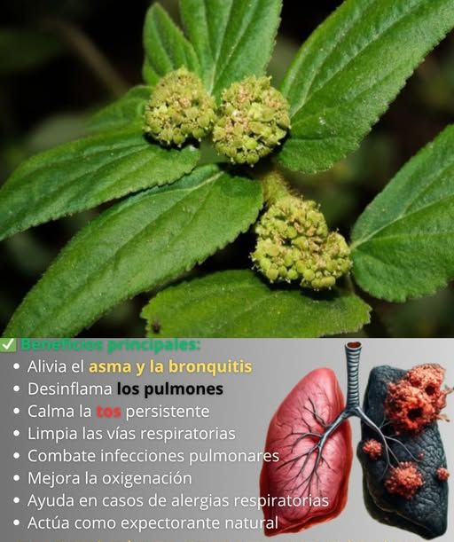 Planta medicinal para salud respiratoria