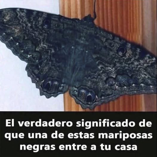 Mariposa Negra sobre una Superficie de Madera