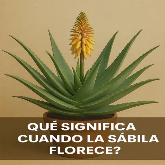 Sábila en flor