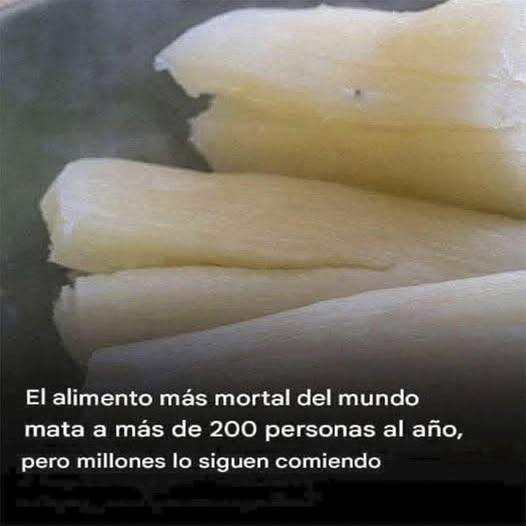 Raíces de yuca pelada