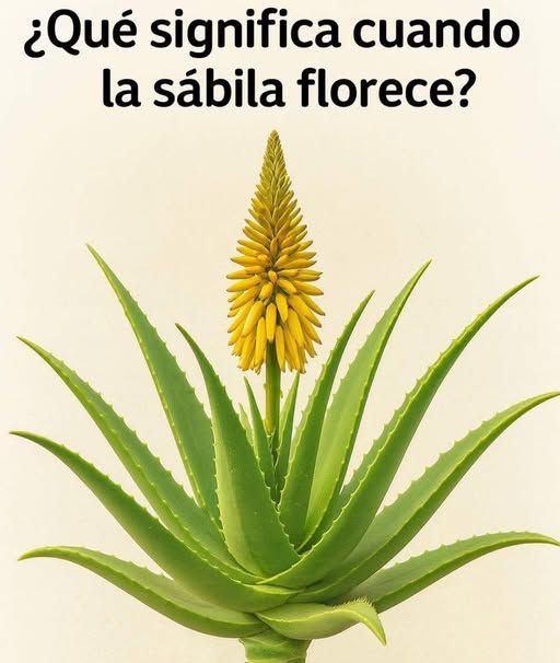 Floreciendo Sábila