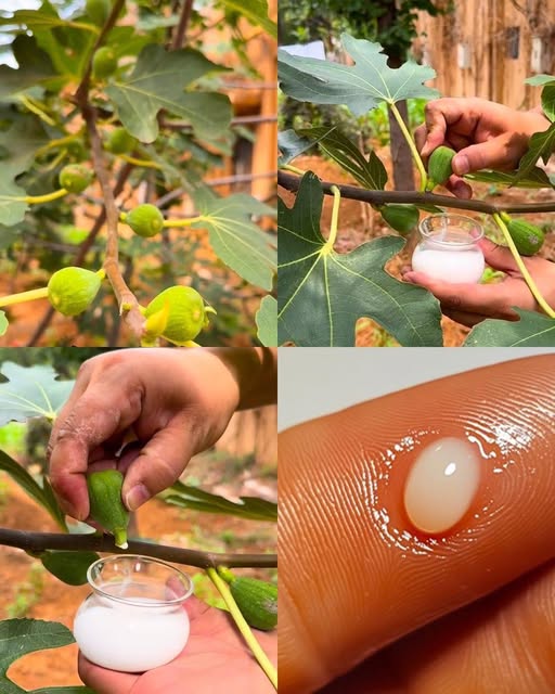 Extracción de savia de higo