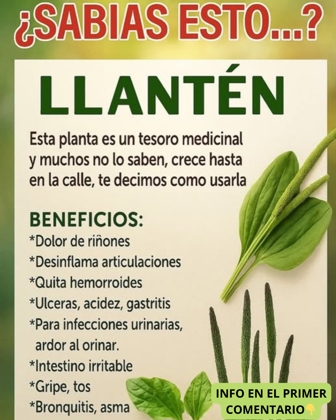 Propiedades medicinales del llantén