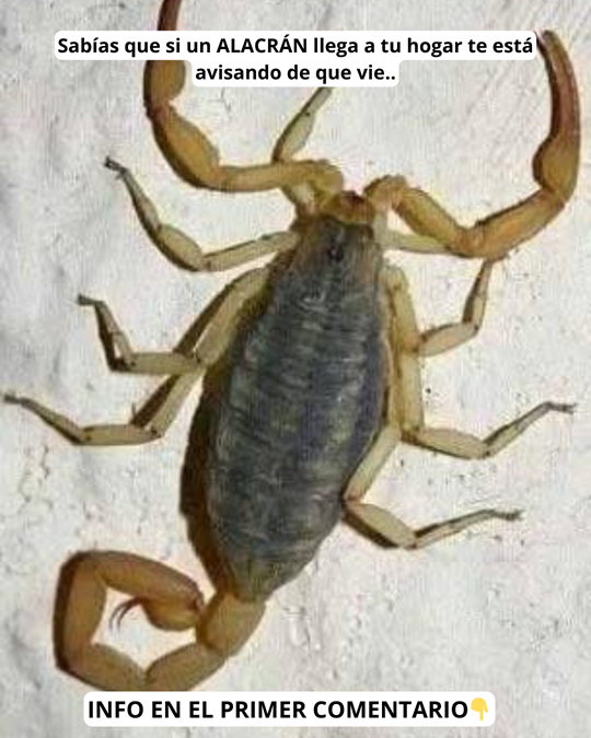 Alacrán sobre superficie clara