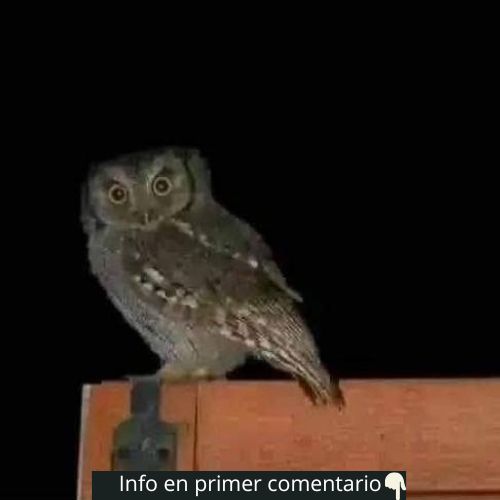 Lechuza en el borde de madera