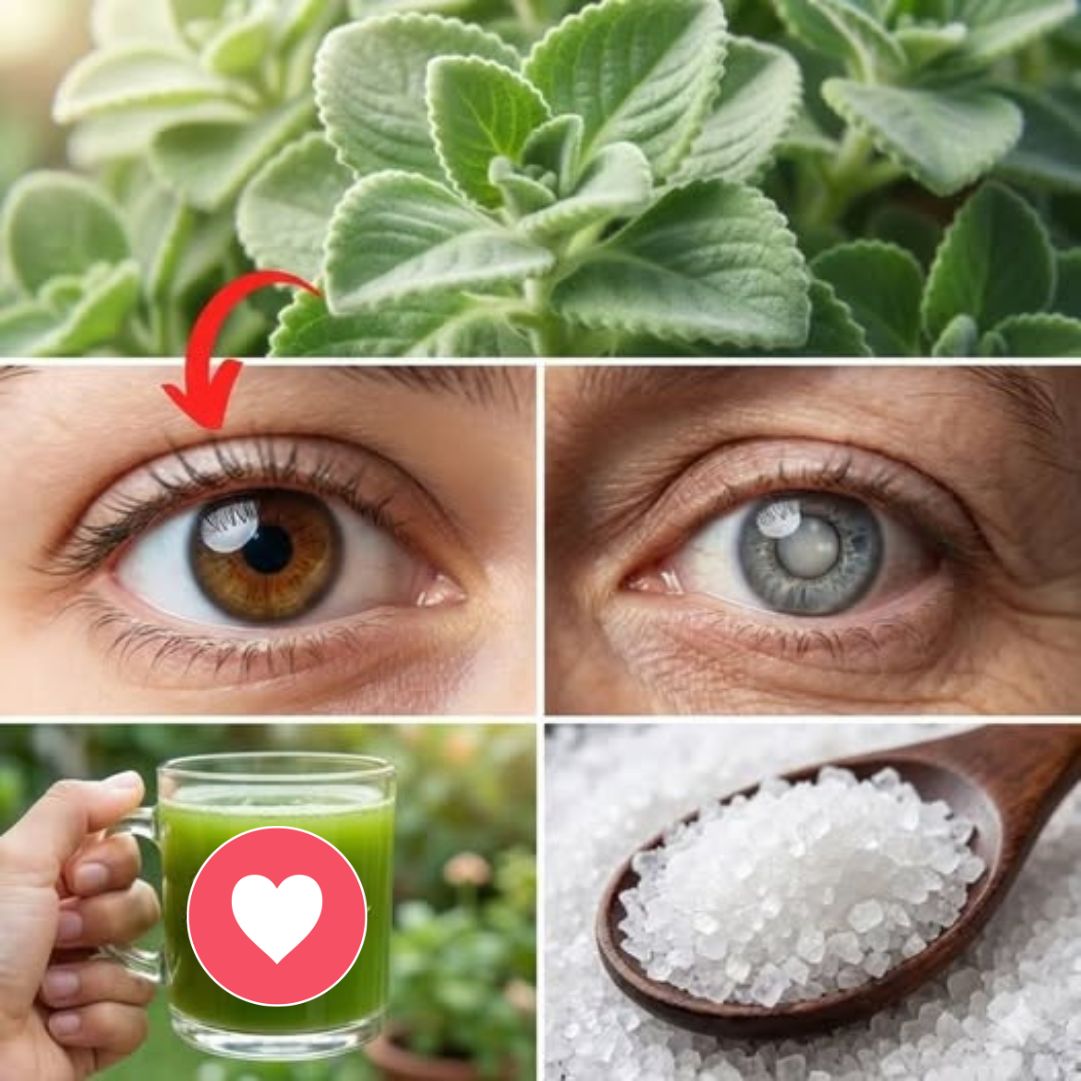 Planta de orégano cubano para salud ocular