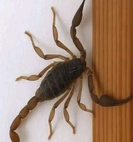Escorpión sobre una pared