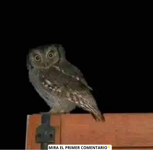 Búho posado sobre una estructura de madera