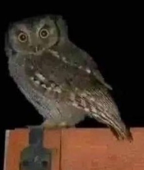 Lechuza en el ambiente nocturno