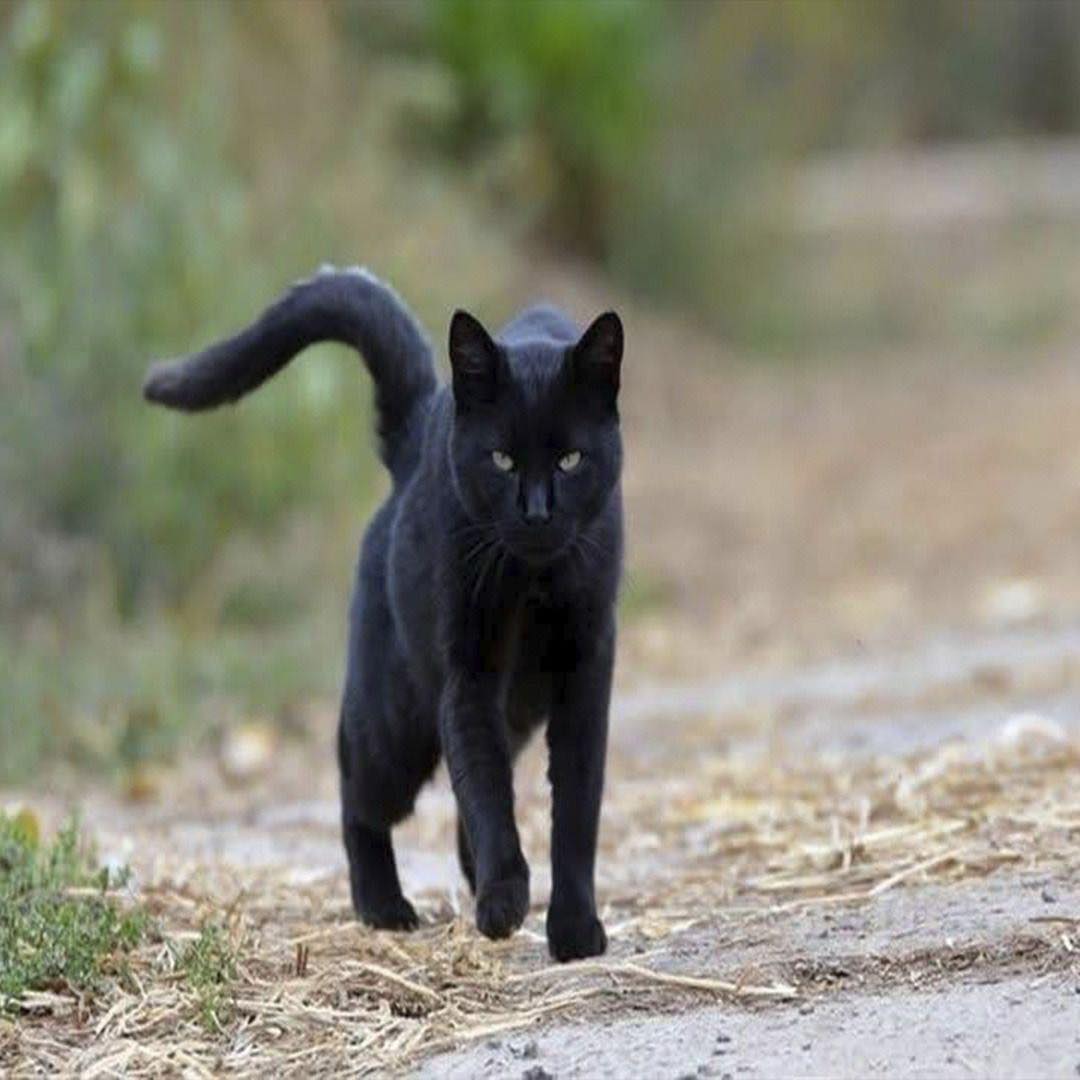 Gato negro caminando por un sendero